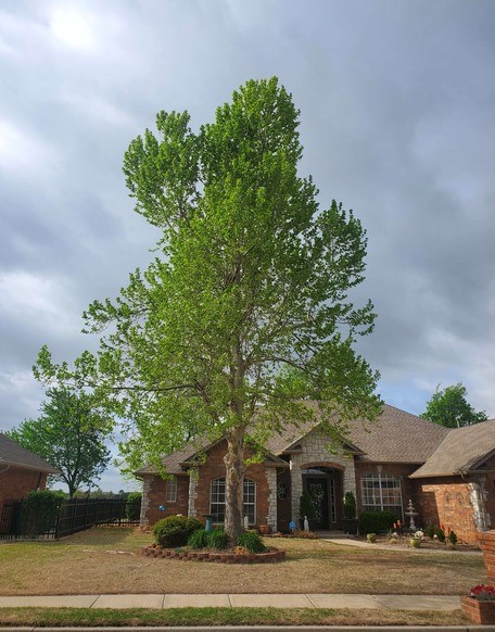 The Top Fully Insured Professional Tree Service, Tree Removal, Stump Grinding, Trimming, Pruning, Tree Cutting & Lawn Care in Moore, Norman & Oklahoma City Grass & Trees, LLC Fully Insured Tree Service in Moore, Norman & South OKC